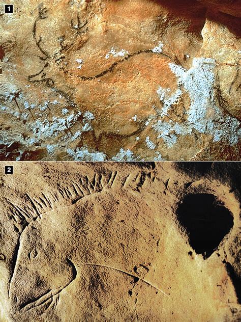 Homo neanderthalensis - Neanderthals