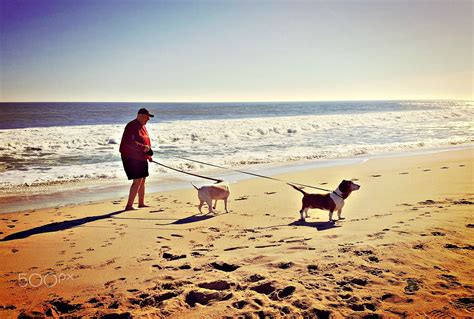 Ocean City, Maryland beach time with dogs. | Maryland beaches, Ocean city, Beach time