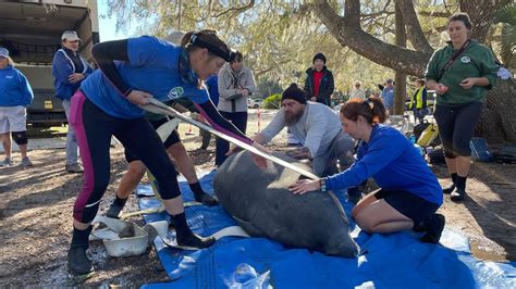 Florida rescue releases ‘unprecedented’ 12 manatees into the wild in ...