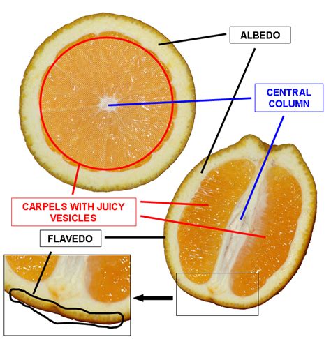 File:Orange cross section description.png