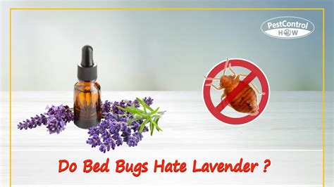 How to Use Lavender Oil to Get Rid of Bed Bugs: An Effective Bug Solution!