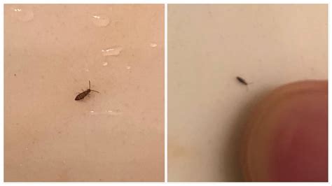 Have been seeing these tiny bugs around in my house for about a week. In NY but not the city ...