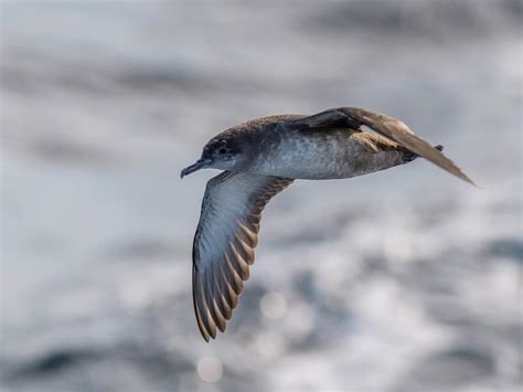 Balearic Shearwater Bird Facts (Puffinus mauretanicus) | Birdfact