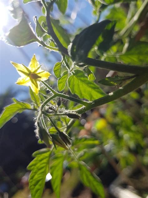 Cherry tomato flower. | Easy care plants, Plant leaves, Plants