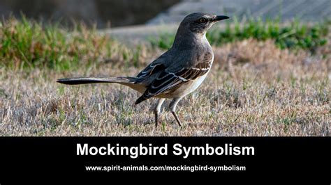 Mockingbird Symbolism - YouTube