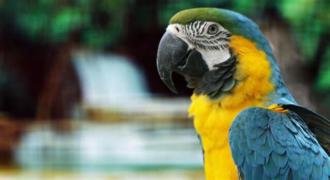 Parrot Bird Facts, Pictures, Types and Habitat