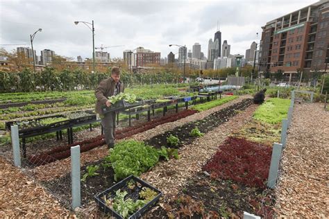 The real value of urban farming. (Hint: It's not always the food.) - Vox