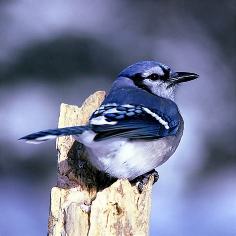 Free Images : tree, branch, winter, wildlife, spring, fauna, trees, woods, blue jay, bluejay ...