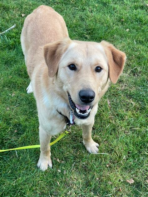 Golden Retriever Rescue | Golden Retriever Adoption Shelter