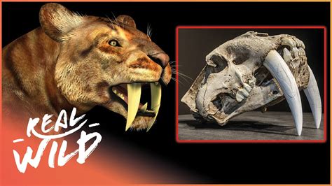 Smilodon: Ancient Saber Tooth Tiger, 48% OFF