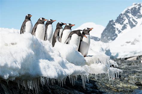 Gentoo Penguin, Cuverville Island, Antarctic Peninsula, Antarctica Photograph by Ben Cranke ...