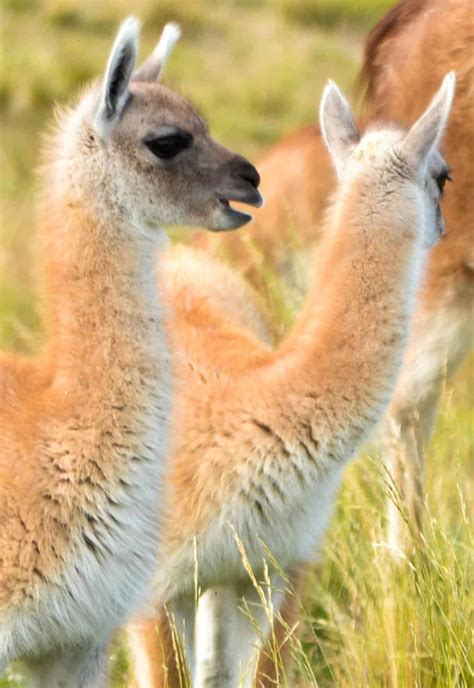 Baby guanacos - Round the World in 30 Days | Round the World in 30 Days