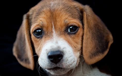 Download wallpapers Beagle, close-up, cute dog, pets, dogs, puppy, cute animals, Beagle Dog for ...