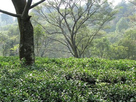 Palampur Tea Gardens - 2020 What to Know Before You Go (with Photos) - Tripadvisor