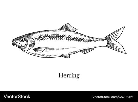 Hand drawn sketch fish herring black and white Vector Image