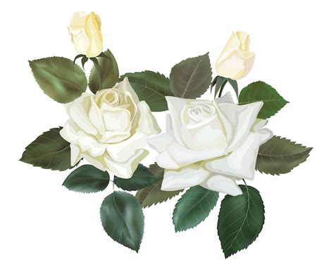 Aprender acerca 60+ imagem dibujos de rosas blancas - Thptletrongtan.edu.vn