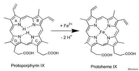 Crystal structure of ferrochelatase: the terminal enzyme in heme ...