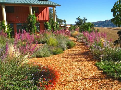 California drought resistant garden, hummingbird heaven | California landscaping, Drought ...