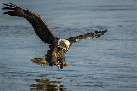 Top 60 Eagle Catching Prey Stock Photos, Pictures, and Images - iStock