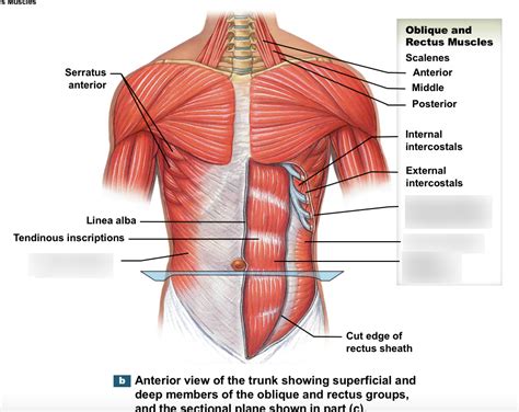 Muscles Of The Trunk Quiz