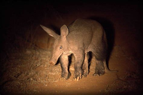 9 amazing facts about aardvarks - Africa Geographic