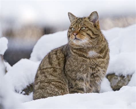 Pretty wild cat posing in the snow! | A nice shot of the wil… | Flickr