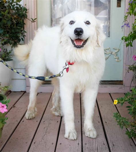 All about Great Pyrenees (and their mixes) - Big Fluffy Dog Rescue