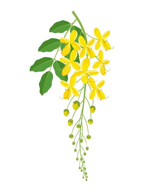 Vector illustration, Kanikonna or cassia fistula, also called golden ...