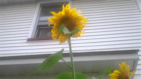 Back Flower Bed Sunflowers used as Trellis for Cucumbers - YouTube