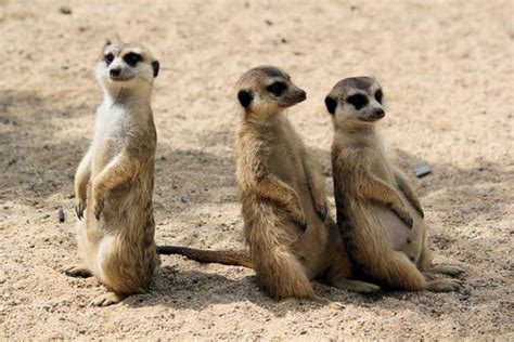 14 Interesting and Fun Meerkat Facts For Kids (2023 Updated)