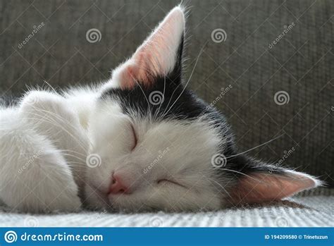 Detail of a Cute Sleeping Kitten on the Couch Stock Photo - Image of legs, kitten: 194209580