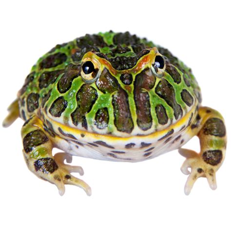 Pacman Frogs for Sale | Petco