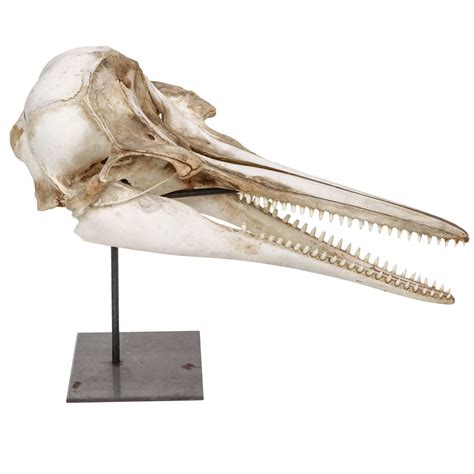 Dolphin Skull For Sale at 1stdibs