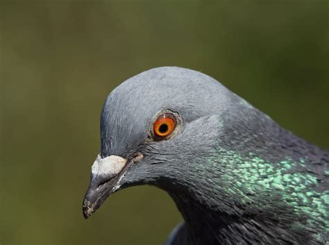 Close-up of the Head of a Pigeon · Free Stock Photo