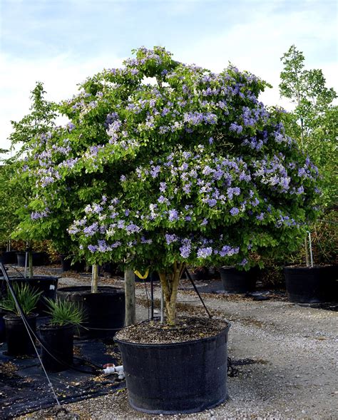 Pin by TreeWorld Wholesale on Guaiacum Sanctum & Guaiacum Officinale | Florida landscaping ...