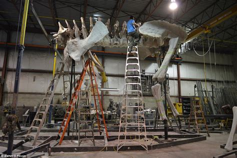 New York gets a TITANOSAUR at natural history museum | Daily Mail Online