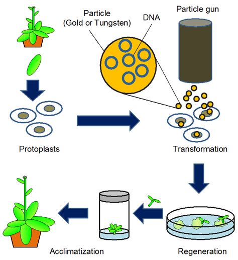 transgenic plants | ... into whole plants. (4)Acclimate the transgenic ...