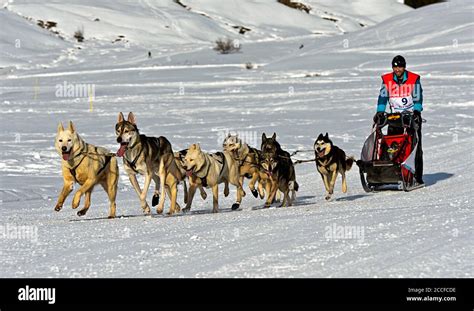 Husky sled dog team at the sled dog race, Praz de Lys Sommand, Haute ...