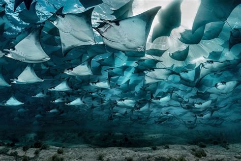 Winners of Ocean Photographer of the Year 2023 - The Atlantic