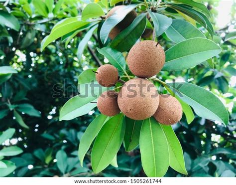 Sapodilla Tree Sapota Composes Soft Easily Stock Photo 1505261744 ...