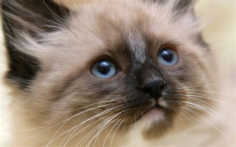 Himalayan Mix Kitten