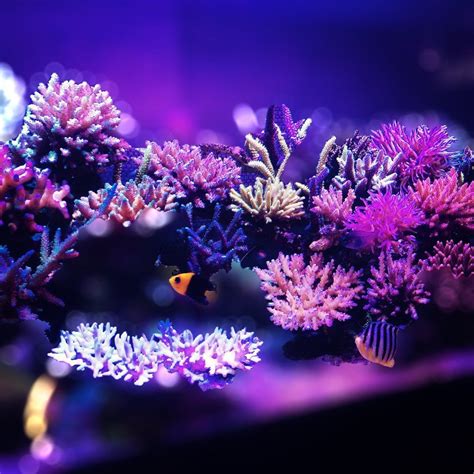 Reef aquarium, Saltwater tank, Reef tank