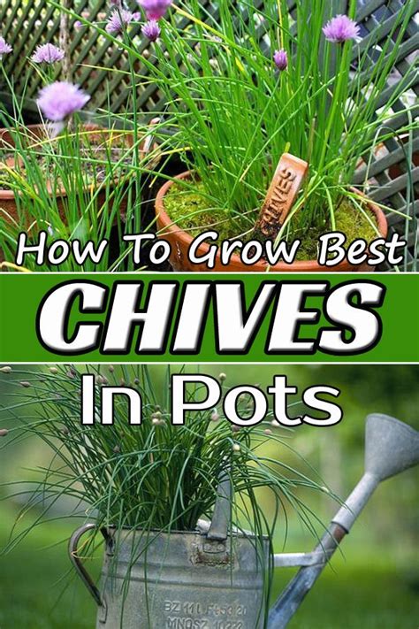 How to Grow Best Chives in Pots