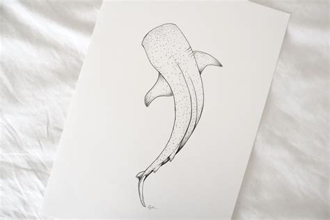 Whale shark drawing fine line artwork. Sea life animal illustration ...