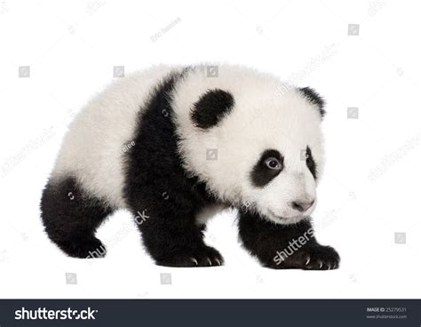 27,709 Baby Panda White Background Images, Stock Photos & Vectors | Shutterstock