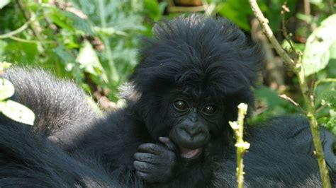 Baby Boom: Naming the gorillas of 2020 - Dian Fossey Gorilla Fund