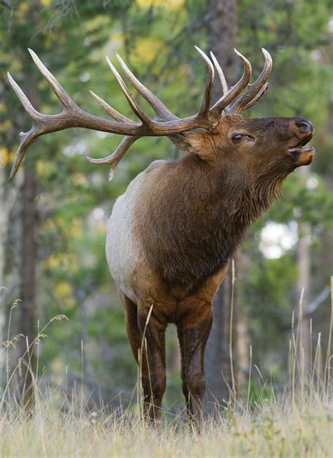 11 Mistakes Elk Hunters Make, and How to Avoid Them