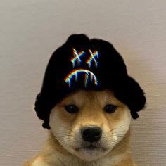 Dog wif hat | Dog wif hat, Dog icon, Dog with hat