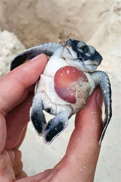 Blog A Two-Headed Turtle Hatchling: A Rare Occurrence Of Polycephaly