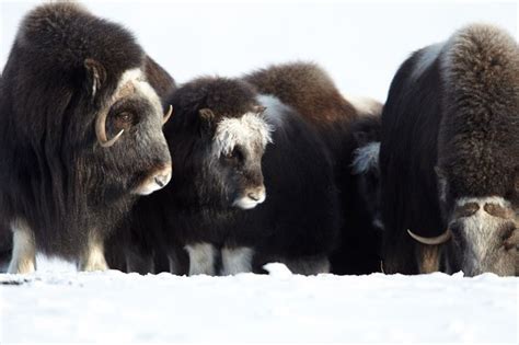 Herd of wild musk ox near Nome, Alaska Photo by: Chris McLennan ...